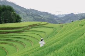 Hoàng Su Phì, Mù Cang Chải sẵn sàng đón du khách săn mùa vàng