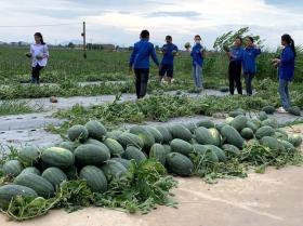  T.Ư Đoàn chỉ đạo củng cố Đội thanh niên tình nguyện, sẵn sàng &apos;4 tại chỗ&apos; hỗ trợ ứng phó khẩn cấp bão số 3 第2张