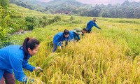  T.Ư Đoàn chỉ đạo củng cố Đội thanh niên tình nguyện, sẵn sàng &apos;4 tại chỗ&apos; hỗ trợ ứng phó khẩn cấp bão số 3 第6张