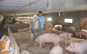 Các &#039;ông lớn&#039; chăn nuôi đang làm ăn thế nào: &quot;Điểm danh&quot; Hòa Phát, Dabaco, HAGL...  第6张