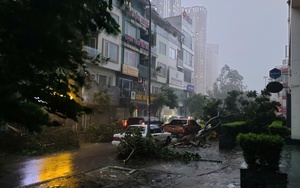 Hải Phòng triển khai chính sách hỗ trợ nông dân bị thiệt hại do cơn bão số 3, mức cao nhất 2 triệu đồng/con lợn