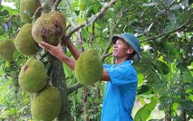 Yên Bái: Đây là các cây trồng, vật nuôi đang mang lại thu nhập tốt hơn hẳn cho nông dân thị xã Nghĩa Lộ