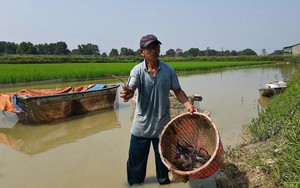 Yên Bái: Đây là các cây trồng, vật nuôi đang mang lại thu nhập tốt hơn hẳn cho nông dân thị xã Nghĩa Lộ