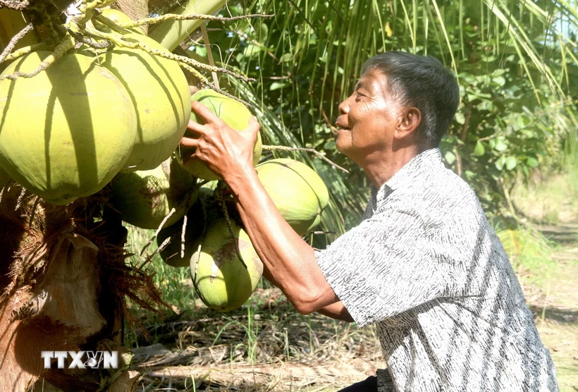  Tạo điều kiện cho dừa sáp &quot;trăm tuổi&quot; tại Trà Vinh được xuất ngoại 