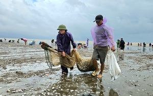 Gặt lúa đã mang về tới nhà mà dân một xã của Nghệ An vẫn &quot;đánh rơi&quot; 7 tỷ đồng, đến khổ!